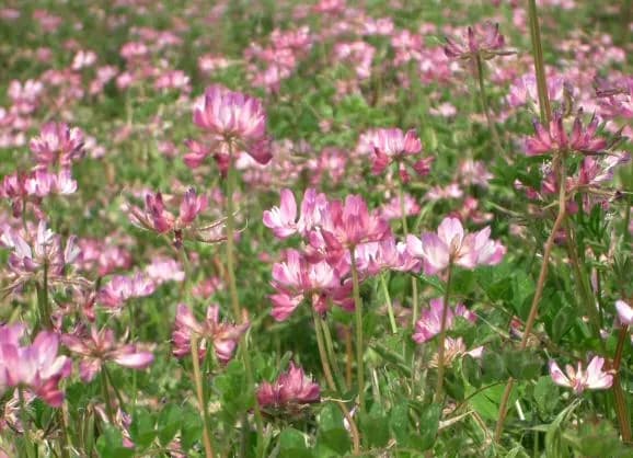 ASTRAGALUS SINICUS SEED EXTRACT 대표 사진