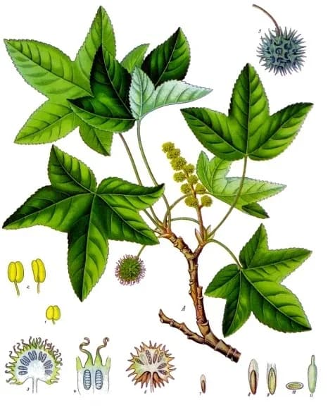 LIQUIDAMBAR ORIENTALIS BALSAM OIL Photo
