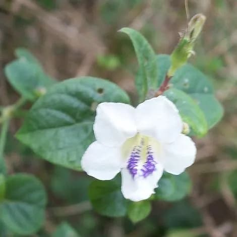 ASYSTASIA GANGETICA EXTRACT 대표 사진