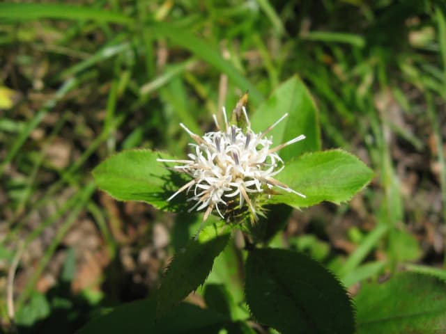 ATRACTYLODES JAPONICA RHIZOME/(ACHYRANTHES BIDENTATA/ANEMARRHENA ASPHODELOIDES/CYNANCHUM WILFORDII/PINELLIA TERNATA/PLATYCODON GRANDIFLORUS/POLYGONUM MULTIFLORUM/SCUTELLARIA BAICALENSIS) ROOT/ACORUS GRAMINEUS ROOT/STEM/PEUCEDANUM JAPONICUM EXTRACT 대표 사진