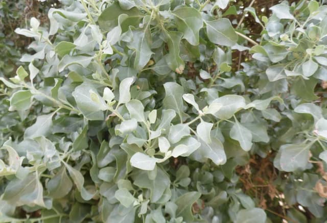 ATRIPLEX HALIMUS CALLUS EXTRACT 대표 사진