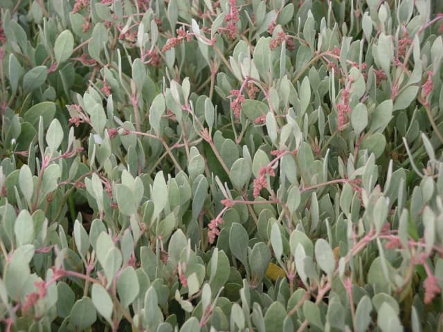 ATRIPLEX PORTULACOIDES FLOWER/LEAF/TWIG EXTRACT 대표 사진