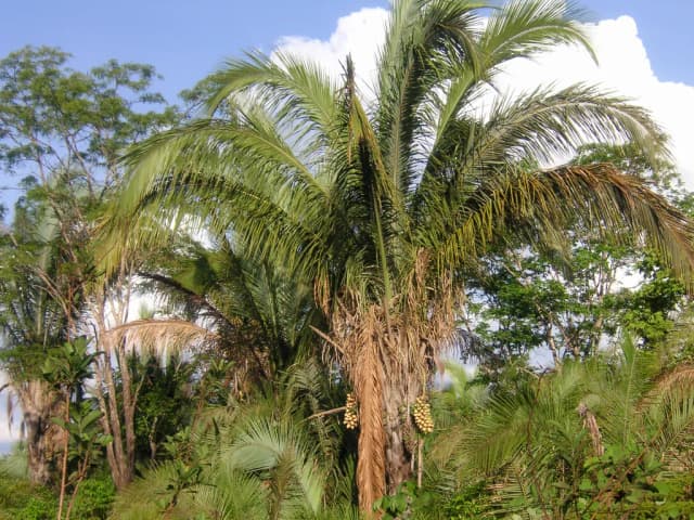 ATTALEA SPECIOSA MESOCARP EXTRACT 대표 사진