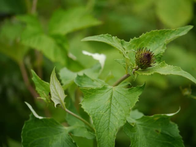 AUCKLANDIA LAPPA ROOT EXTRACT 대표 사진