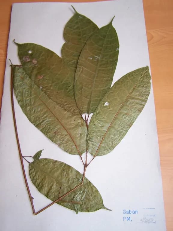 AUCOUMEA KLAINEANA RESIN EXTRACT 대표 사진