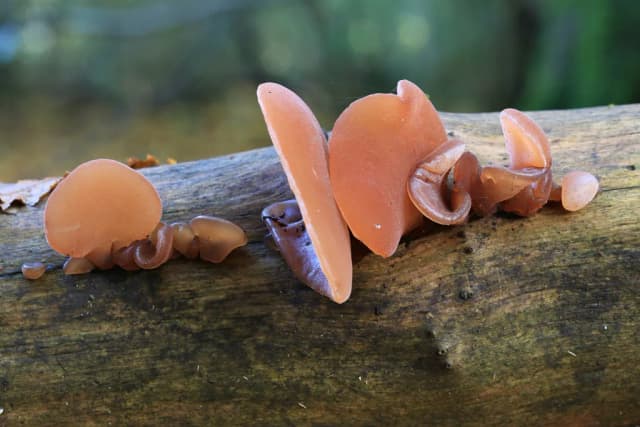 AURICULARIA AURICULA-JUDAE FRUITING BODY EXTRACT 대표 사진