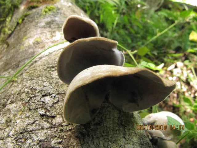 アラゲキクラゲ子実体エキス 대표 사진
