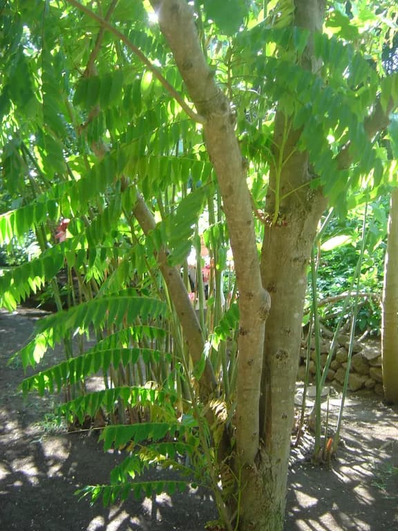 AVERRHOA BILIMBI LEAF EXTRACT 대표 사진