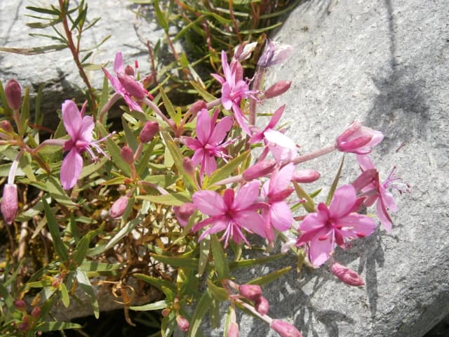 EPILOBIUM FLEISCHERI EXTRACT 대표 사진
