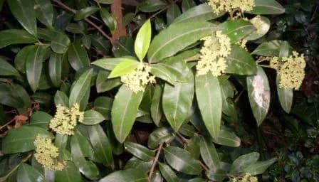 BACKHOUSIA CITRIODORA LEAF WATER 대표 사진