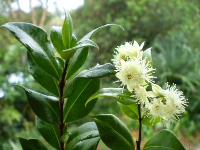 BACKHOUSIA MYRTIFOLIA LEAF EXTRACT 대표 사진