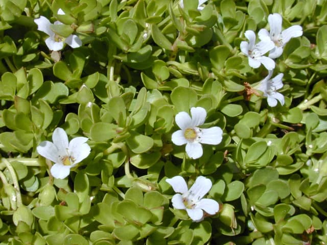 BACOPA MONNIERI WATER 대표 사진