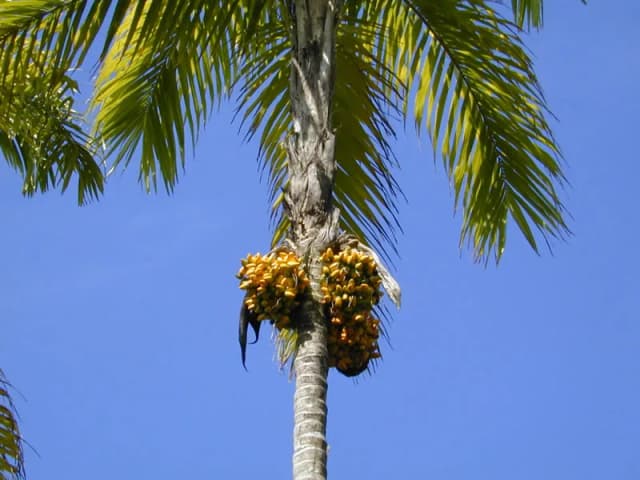 BACTRIS GASIPAES FRUIT EXTRACT 대표 사진