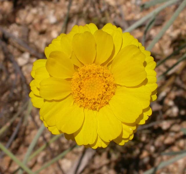 BAILEYA MULTIRADIATA SEED EXTRACT 대표 사진