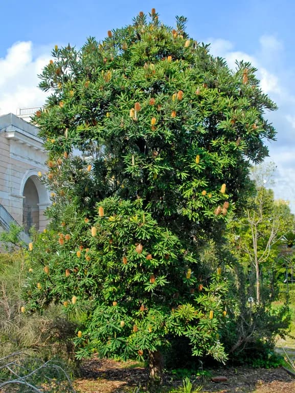 BANKSIA SERRATA FLOWER EXTRACT 대표 사진