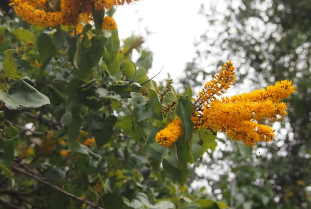 BARKLYA SYRINGIFOLIA FLOWER/LEAF EXTRACT 대표 사진