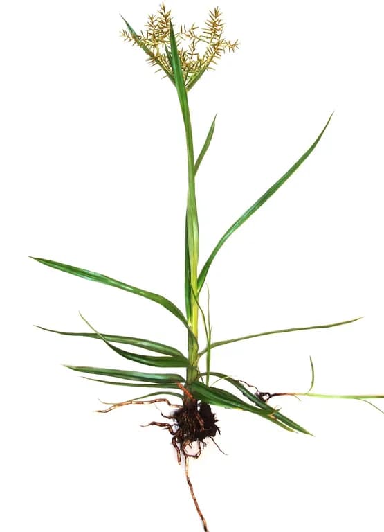 CYPERUS ESCULENTUS ROOT OIL 대표 사진