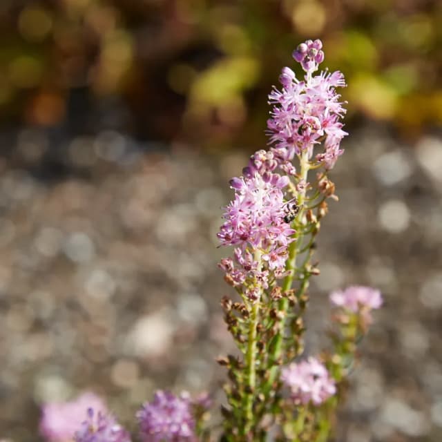 BARNARDIA JAPONICA BULB EXTRACT 대표 사진