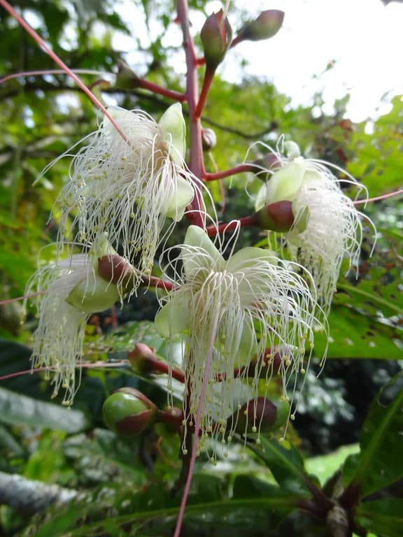 BARRINGTONIA RACEMOSA FLOWER EXTRACT 대표 사진