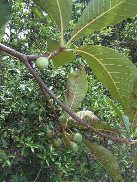 BASSIA BUTYRACEA SEED BUTTER 대표 사진