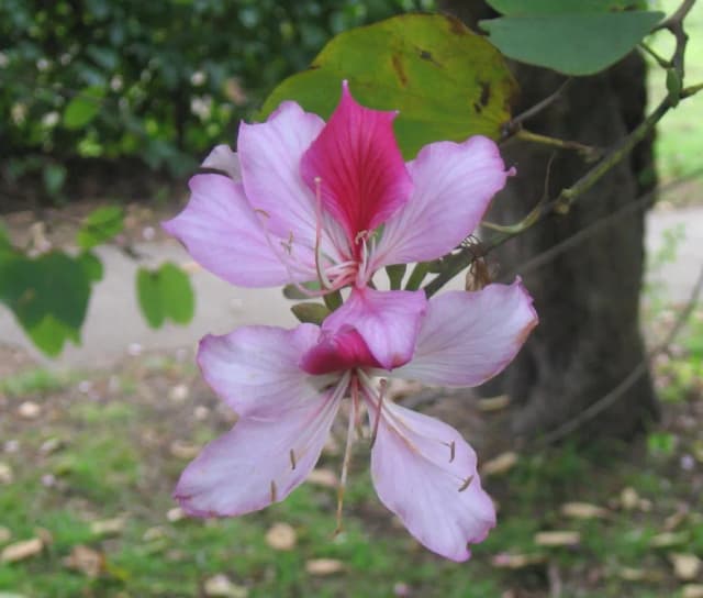 BAUHINIA VARIEGATA FLOWER EXTRACT 대표 사진