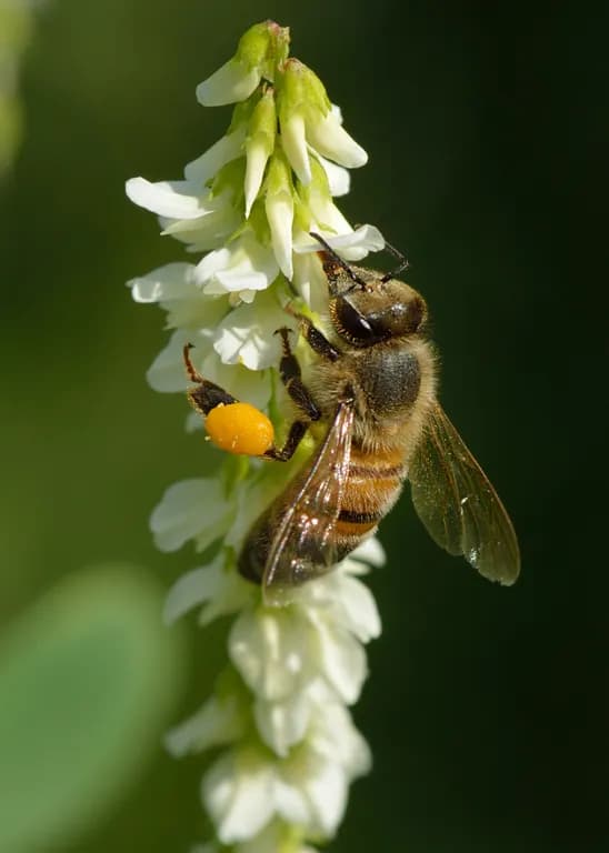 BEE POLLEN EXTRACT 대표 사진