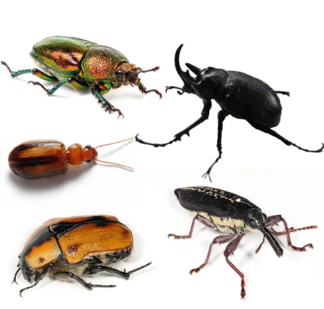 BEETLE LARVA EXTRACT 대표 사진