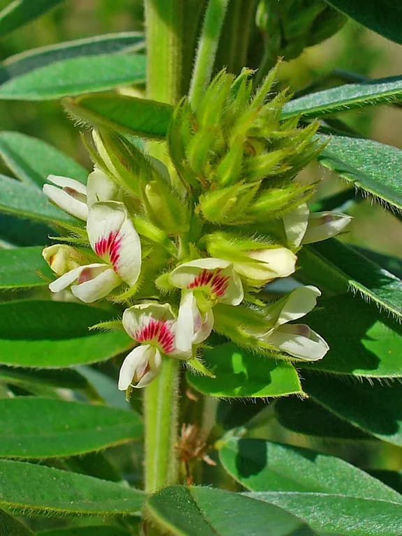 LESPEDEZA CAPITATA EXTRACT 대표 사진