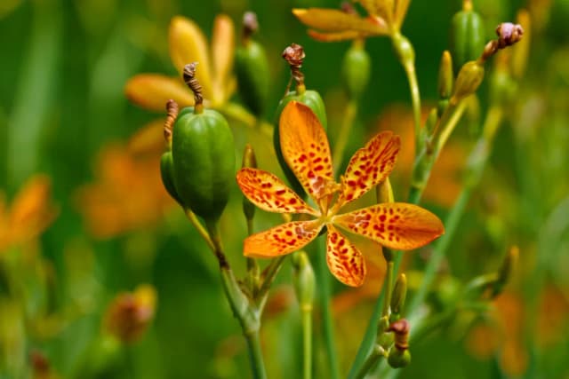 BELAMCANDA CHINENSIS ROOT EXTRACT 대표 사진