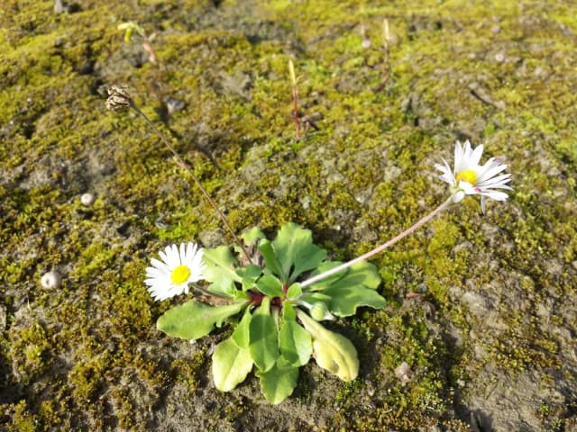 BELLIS PERENNIS FLOWER/HELICHRYSUM ITALICUM EXTRACT 대표 사진