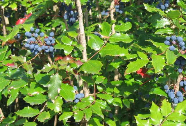 BERBERIS AQUIFOLIUM EXTRACT 대표 사진