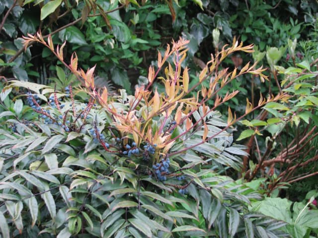 BERBERIS FORTUNEI LEAF/STEM EXTRACT 대표 사진