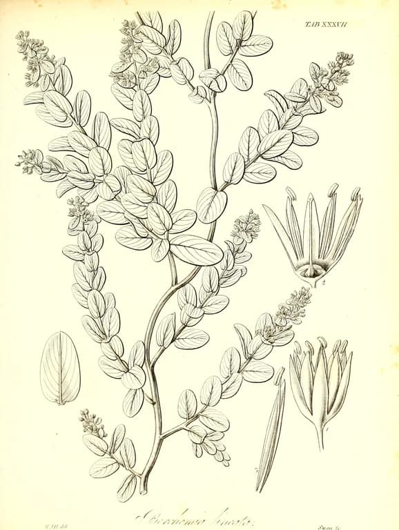 BERCHEMIA LINEATA ROOT EXTRACT 대표 사진