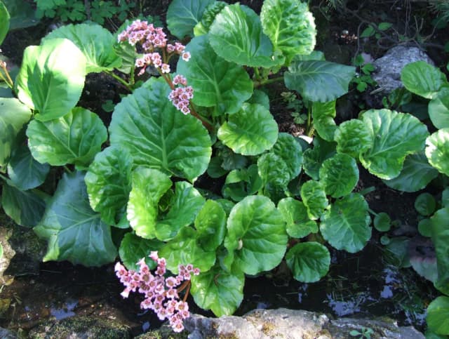 BERGENIA CRASSIFOLIA LEAF EXTRACT 대표 사진