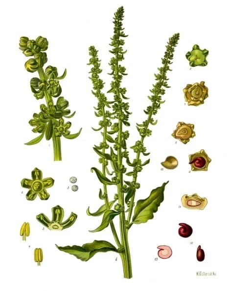BETA VULGARIS LEAF/STEM JUICE 대표 사진