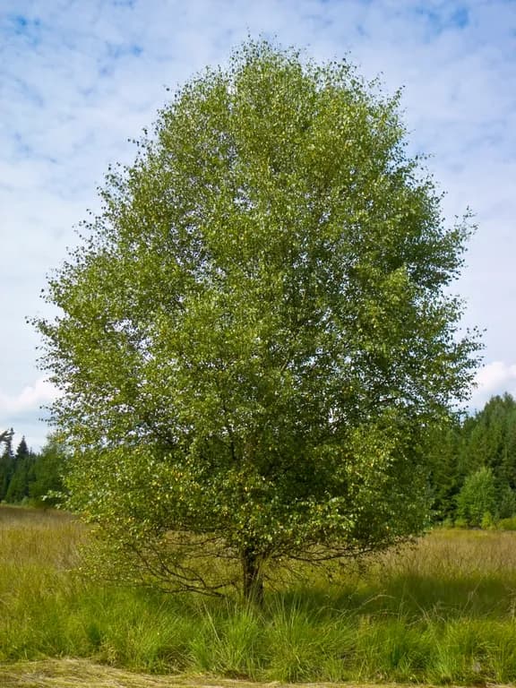 BETULA ALBA BARK POWDER 대표 사진
