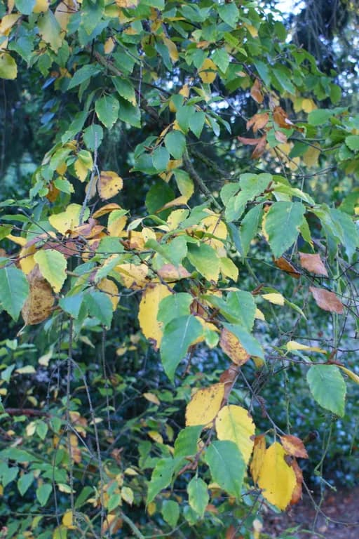 BETULA DAHURICA BARK/BRANCH EXTRACT 대표 사진