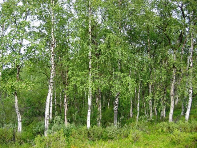 BETULA PENDULA WOOD EXTRACT 대표 사진