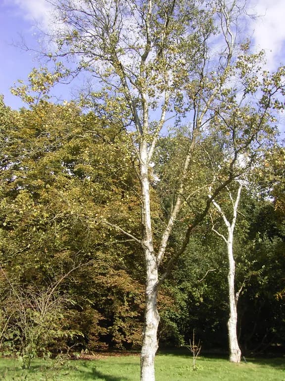 BETULA PLATYPHYLLA JAPONICA WOOD EXTRACT 대표 사진