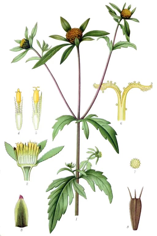 BIDENS TRIPARTITA FLOWER/LEAF/STEM EXTRACT 대표 사진