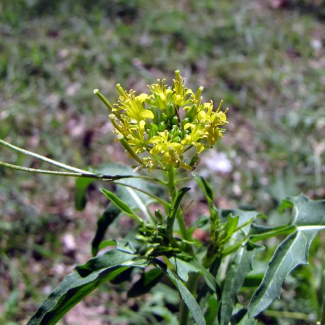 SISYMBRIUM IRIO SEED OIL Photo