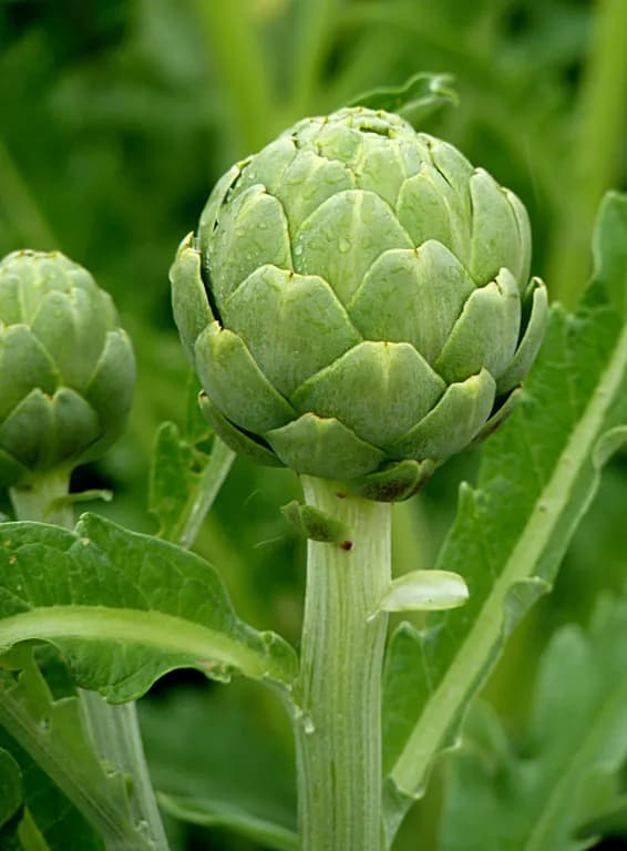 CYNARA SCOLYMUS EXTRACT 대표 사진