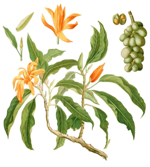 MICHELIA CHAMPACA FLOWER OIL Photo