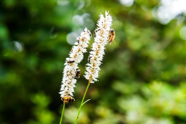 BISTORTA MANSHURIENSIS BRANCH/LEAF EXTRACT 대표 사진