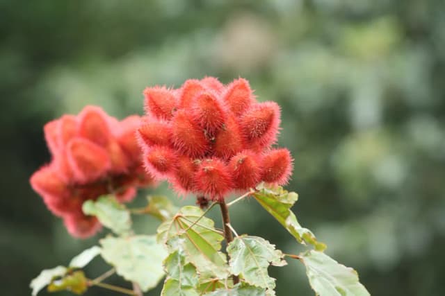 BIXA ORELLANA LEAF EXTRACT 대표 사진