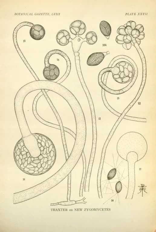 BLAKESLEA TRISPORA MYCELIUM EXTRACT 대표 사진