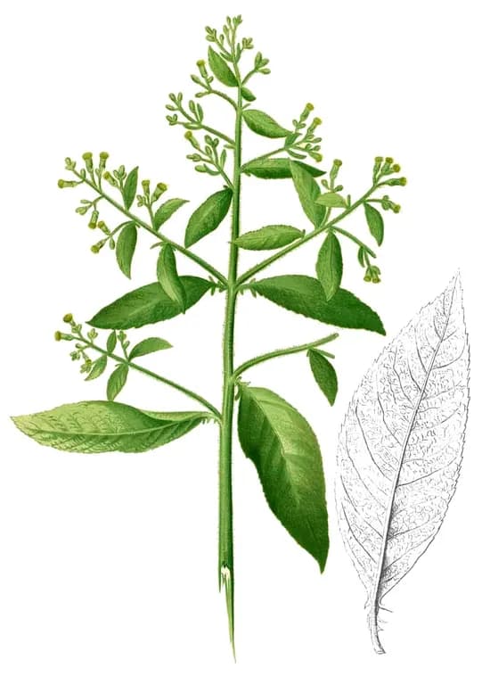 BLUMEA BALSAMIFERA LEAF/STEM EXTRACT 대표 사진