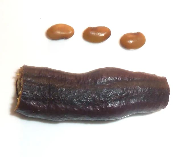 BOBGUNNIA MADAGASCARIENSIS WOOD EXTRACT 대표 사진