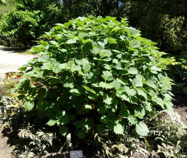 BOEHMERIA JAPONICA BRANCH/LEAF EXTRACT 대표 사진