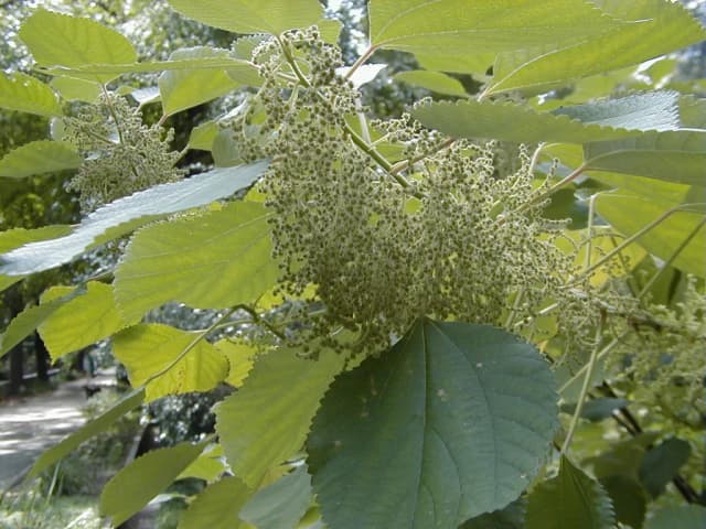 섬모시풀잎추출물 대표 사진